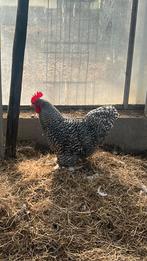 Haan, Mannelijk, Kip