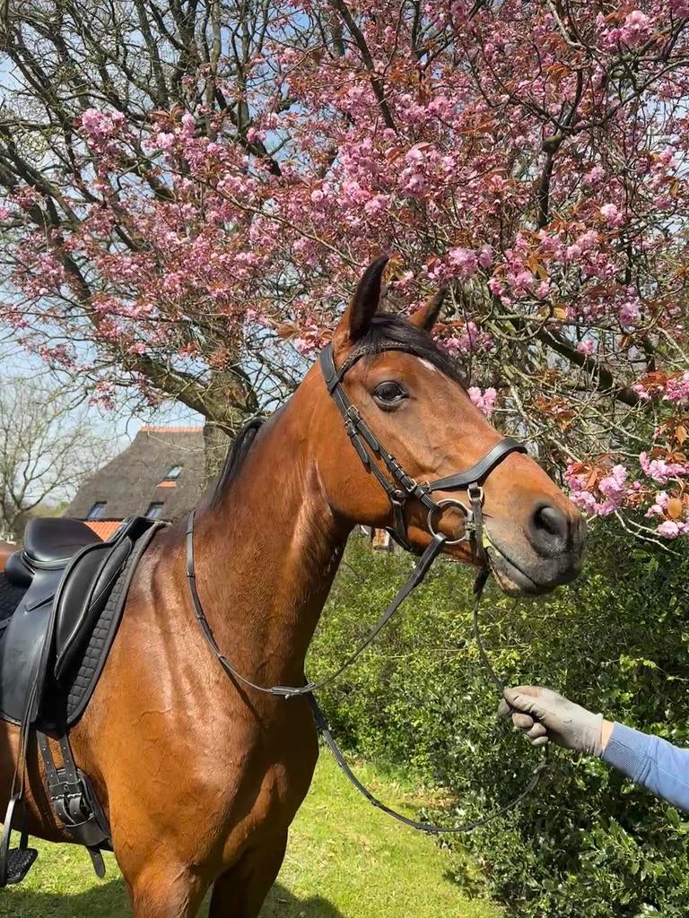 Leuke 6 jarige allround ruin van Heathrow, Dieren en Toebehoren, Springpaard, Met stamboom, Ruin, 3 tot 6 jaar