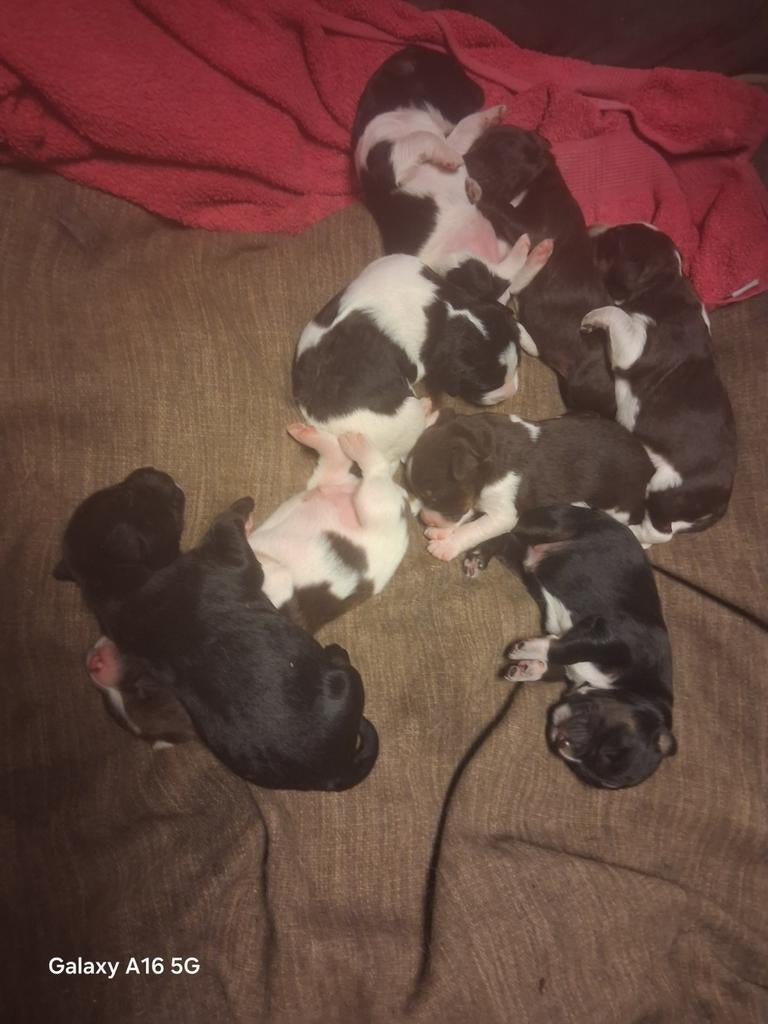 Te koop 8 puppies zie foto. Geboren op 8 april, Dieren en Toebehoren, 8 tot 15 weken, Meerdere, Meerdere dieren, Middel