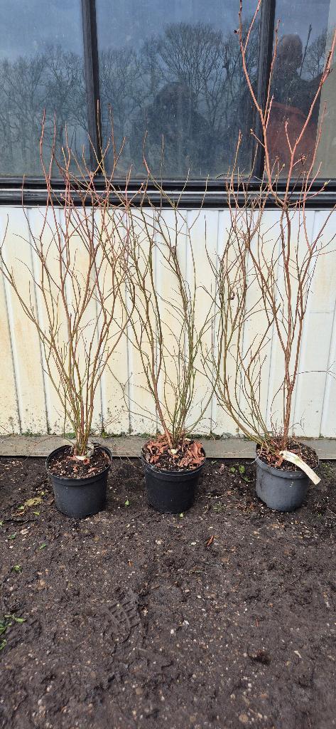 Vaccinium ‘Bluecrop’ | blauwe bessenstruik, Tuin en Terras, Planten | Struiken en Hagen, Struik, Overige soorten, Minder dan 100 cm