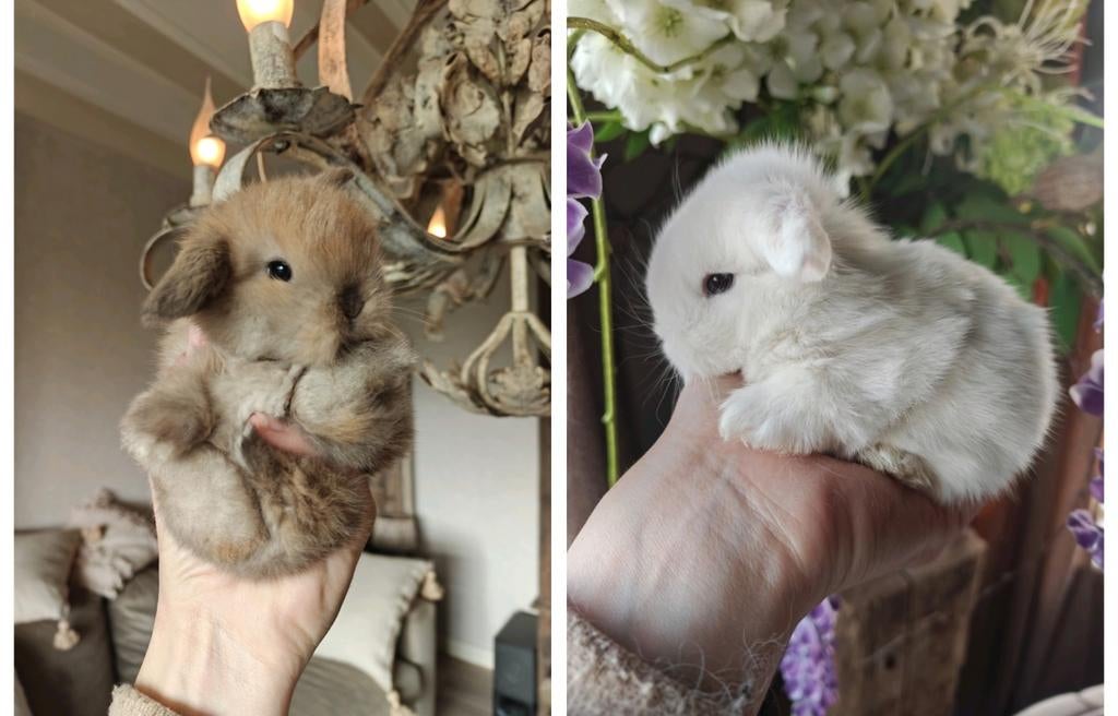 Minilop hangoor dwerg konijntjes, Dieren en Toebehoren, Konijnen