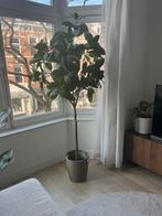 Kunstplant Magnolia IKEA Fejka inclusief pot, Ophalen, Nieuw