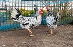 2 jonge Leghorn hennen witbont, Vrouwelijk, Kip