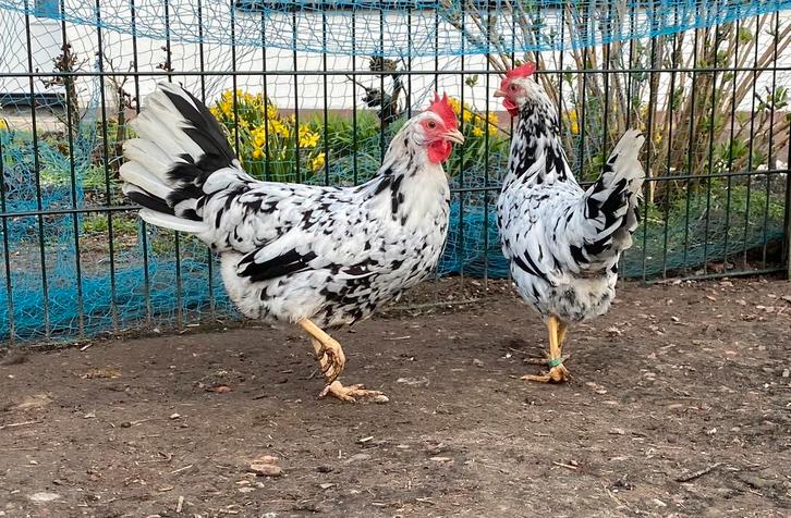 2 jonge Leghorn hennen witbont, Dieren en Toebehoren, Pluimvee, Kip, Vrouwelijk