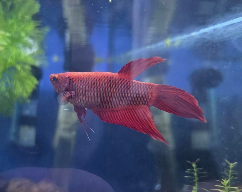 Betta aquarium vis, Dieren en Toebehoren, Vis
