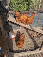 3 Hampshere Reds legkippen, pfas vrij plus kippenhok etc., Vrouwelijk, Kip