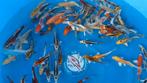 JAPANSE KOI YAMASAN-TOSAI 12-15 CM, Dieren en Toebehoren, Vissen | Vijvervissen, Karper of Koi