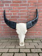 buffelschedel, echte buffel kop, gewei, Groot aanbod, Ophalen of Verzenden, Nieuw, Schedel