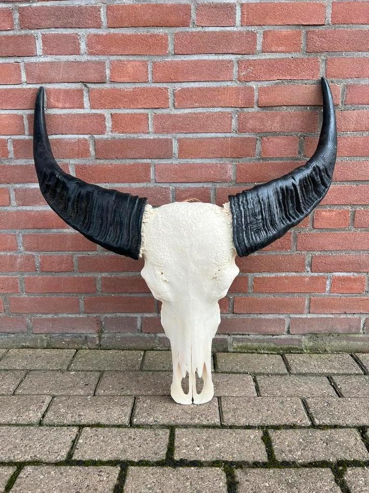 buffelschedel, echte buffel kop, gewei, Groot aanbod, Verzamelen, Dierenverzamelingen, Nieuw, Schedel, Ophalen of Verzenden
