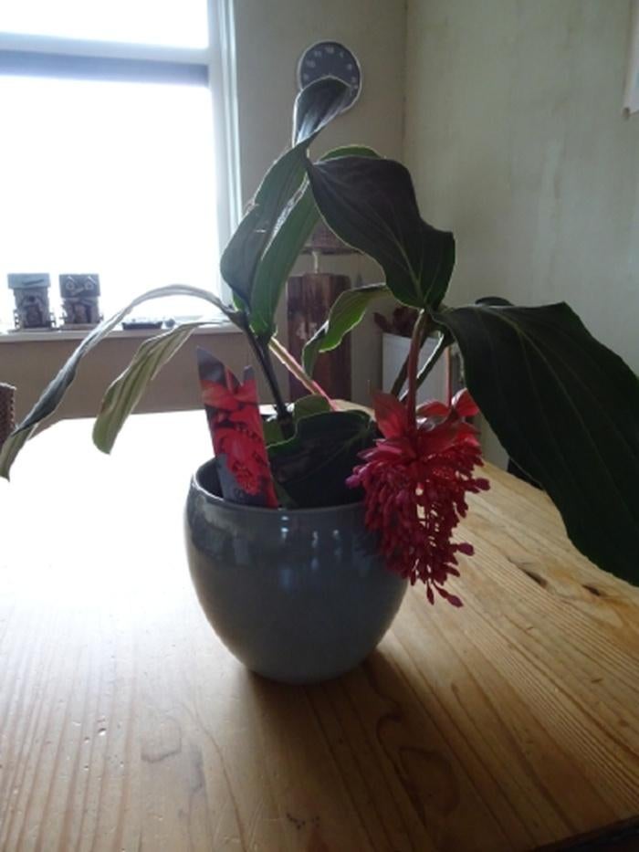 Kamerplant Medinilla Flamenco roze, Ophalen, Overige soorten, Halfschaduw, In pot