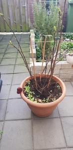 Vijgen boom, Ophalen, 100 tot 250 cm, Vijgenboom