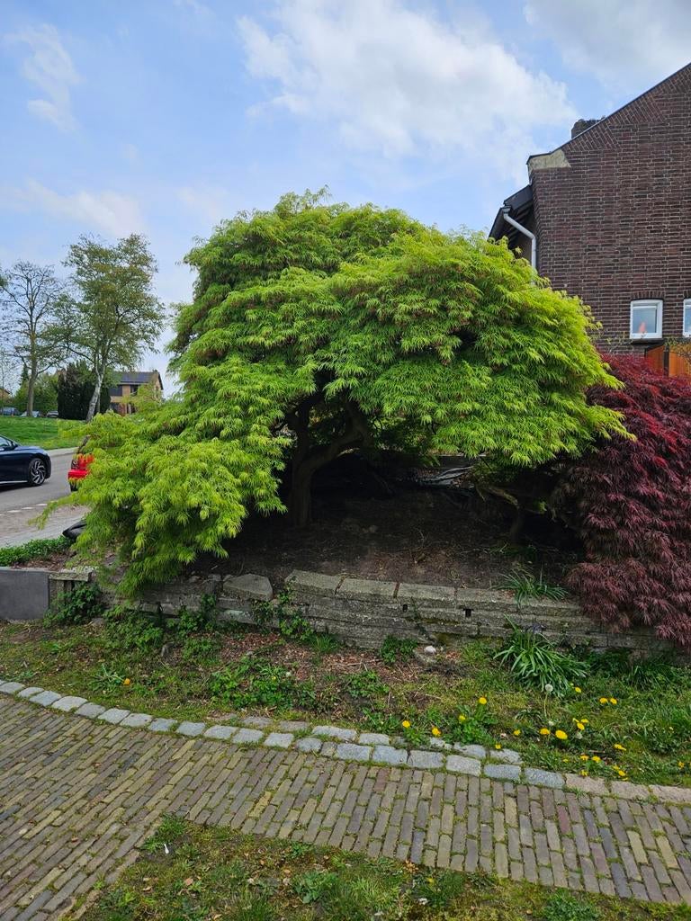 Japanse esdoorn, Tuin en Terras, Planten | Bomen, Ophalen, Bloeit niet, Halfschaduw, Overige soorten