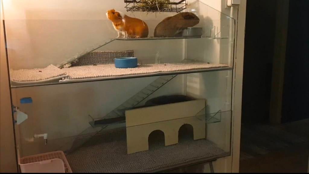 Cavia hok van glas, Dieren en Toebehoren, Ophalen, 110 cm of meer, 90 cm of meer, Hok