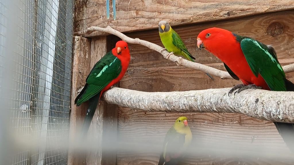 Koningsparkiet, Dieren en Toebehoren, Mannelijk, Parkiet