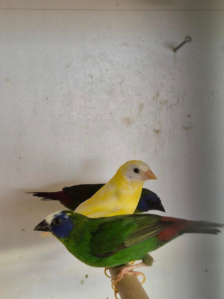 Driekleur papegaai amadines, Dieren en Toebehoren, Meerdere dieren, Geringd