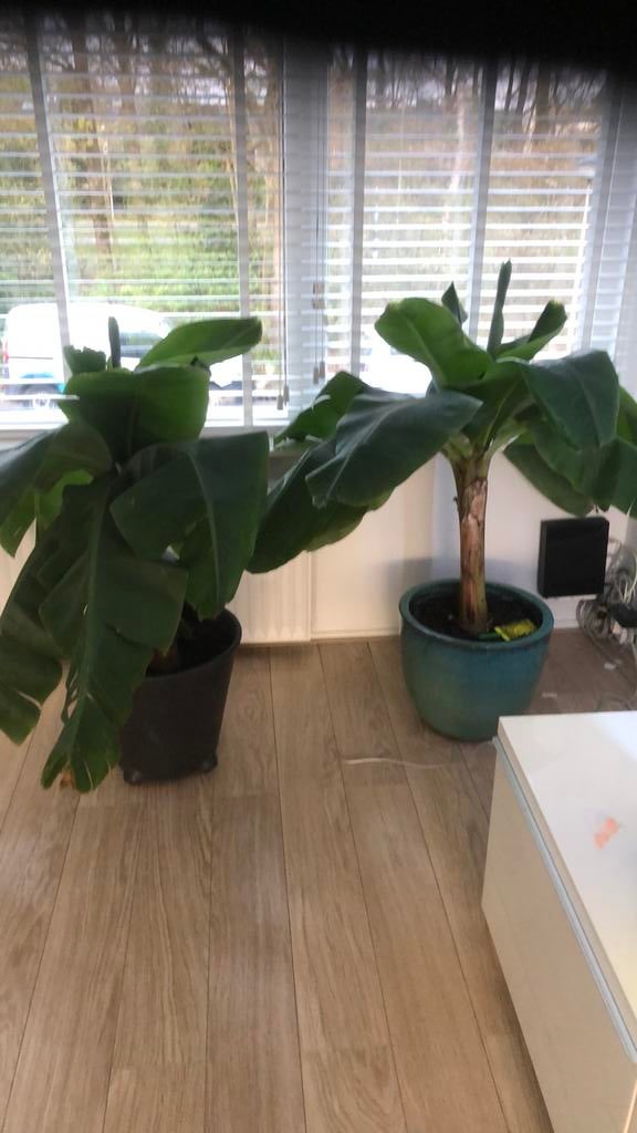 Bananen plant, Ophalen, Halfschaduw, Minder dan 100 cm