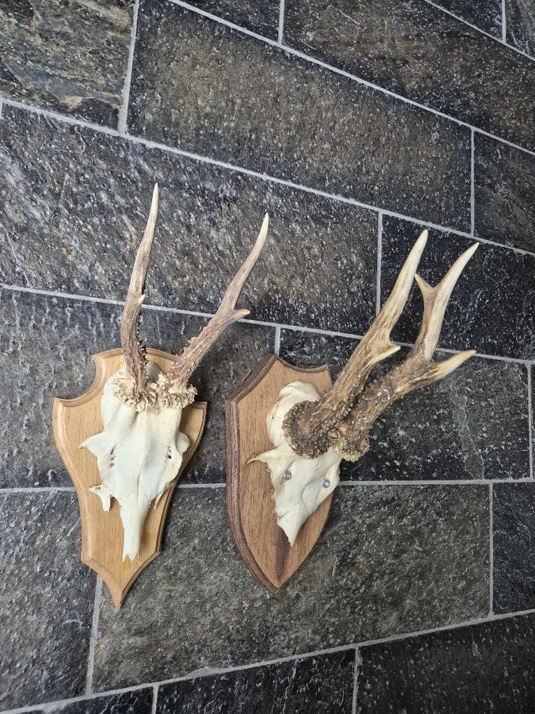 2 Prachtige Ree geweien samen € 19 jacht hut mancave g28, Ophalen of Verzenden, Gebruikt, Hert, Gewei of Kop