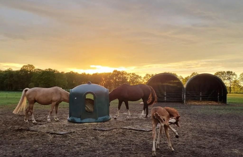 Weidetent, schuilstal voor paarden, alpaca, koe 4x4m NIEUW, Stalling, 4 paarden of pony's of meer