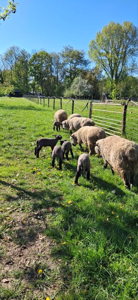 Hampshire Down schapen en lammeren te koop, Dieren en Toebehoren, Vrouwelijk, Schaap