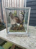 Opgezette vogel taxidermie mancave, Ophalen of Verzenden, Vogel, Opgezet dier