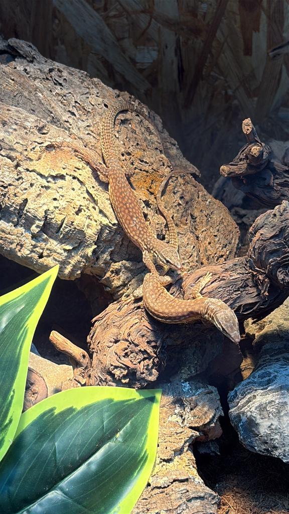 Varanus acanthurus 0.0.2 cb25, 0 tot 2 jaar