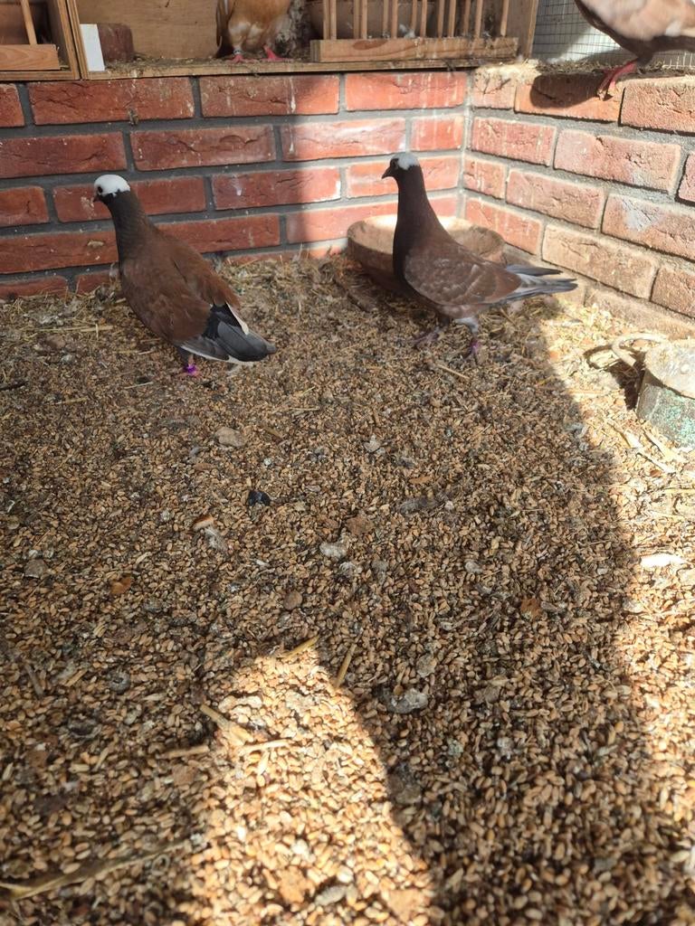 Sierduiven tuimelaars, Meerdere dieren, Kip