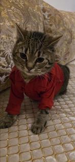 Lieve poes Half Europees / Half Brits, Dieren en Toebehoren, Katten en Kittens | Raskatten | Korthaar, Poes