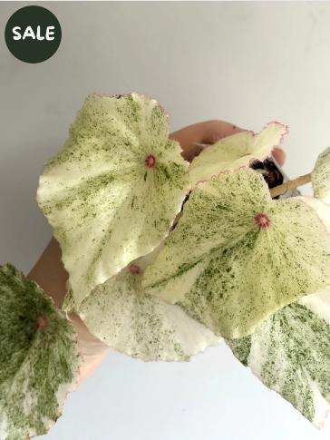 Begonia Rouge Variegated, Ophalen of Verzenden, Halfschaduw, Minder dan 100 cm