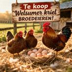 Broedeieren Welsumer kriel, verzenden mogelijk!