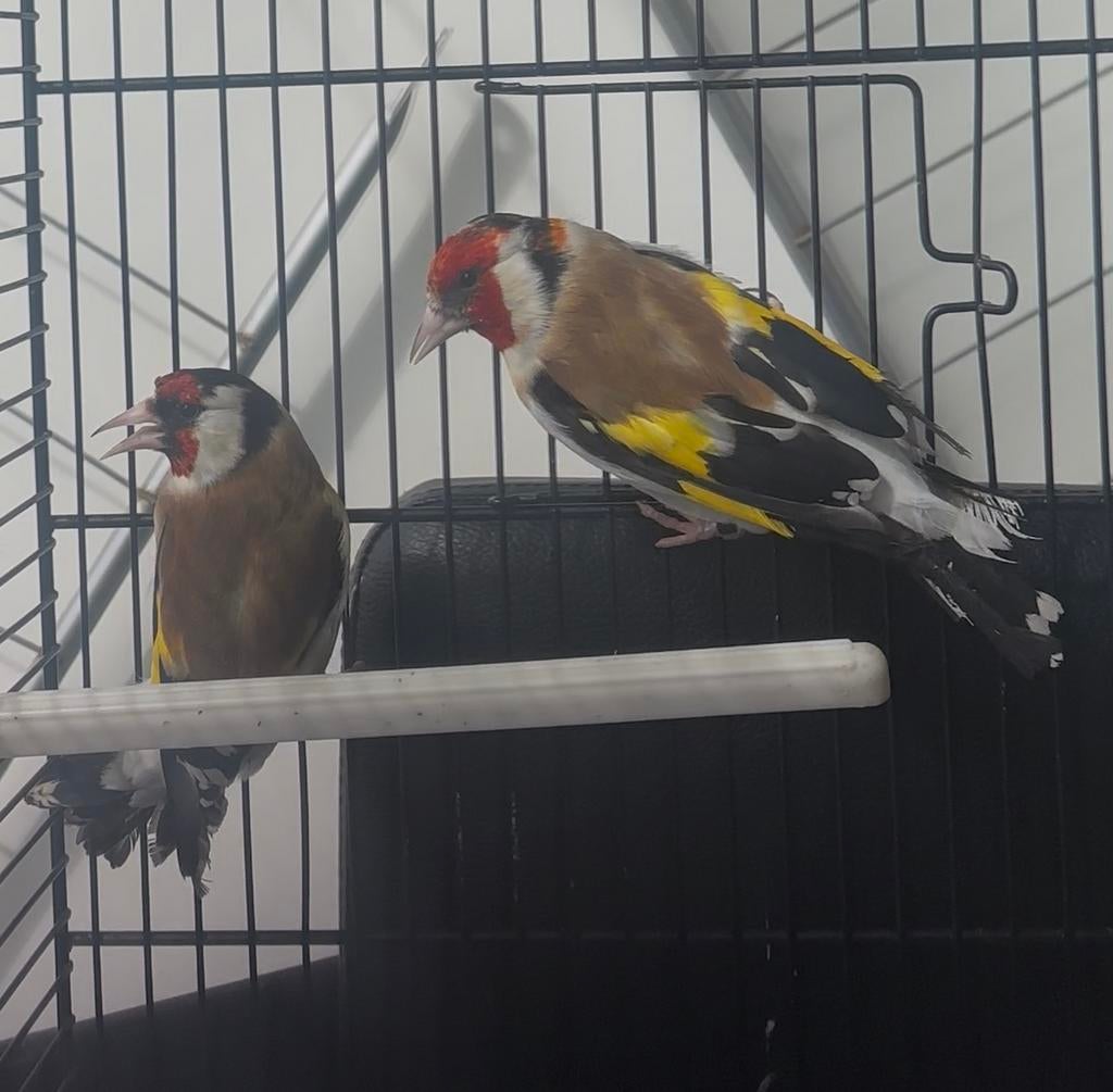 Koppel majoorputter, Meerdere dieren, Wildzangvogel, Geringd