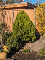 Conifeer gratis ophalen, Volle zon, Vaste plant, Bloeit niet, Ophalen