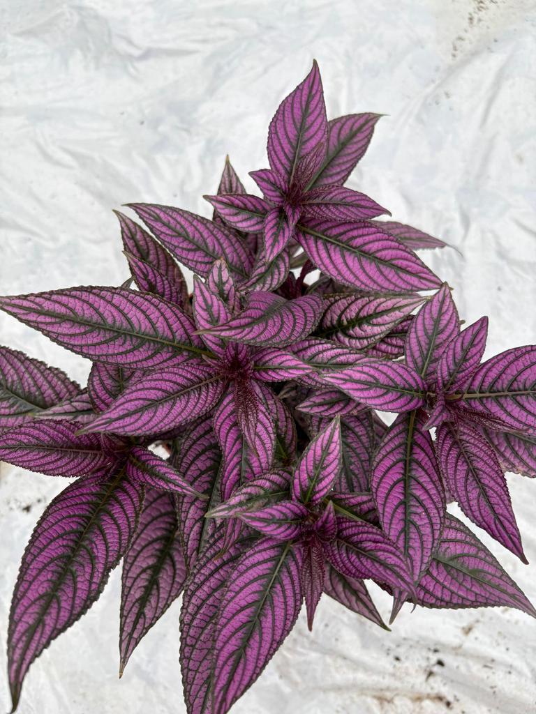 Strobilanthus persian shield, Ophalen of Verzenden, Halfschaduw, Minder dan 100 cm