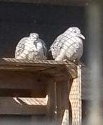 Blauwe grondduif doffer, Dieren en Toebehoren, Vogels | Overige Vogels, Mannelijk