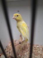 Koppel scotch fancy kanaries, Dieren en Toebehoren, Vogels | Kanaries, Meerdere dieren, Kleurkanarie