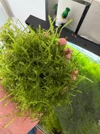 Mooie groene bos javamos, Ophalen of Verzenden, Zo goed als nieuw, Plant(en), Steen of Hout