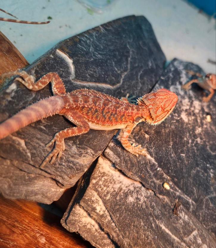 mooie high red hypo bleu  tiger baardagaam vrouwtje Bearded Dragon - female for sale from hobby kweker DB Dragons