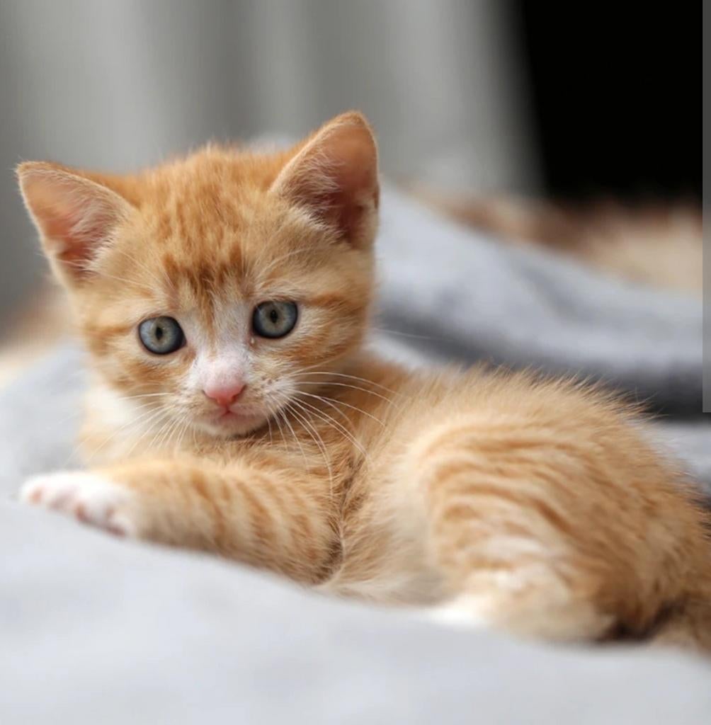 Kitten Gezocht, Dieren en Toebehoren, Ophalen of Verzenden, Hout, Vogelkooi