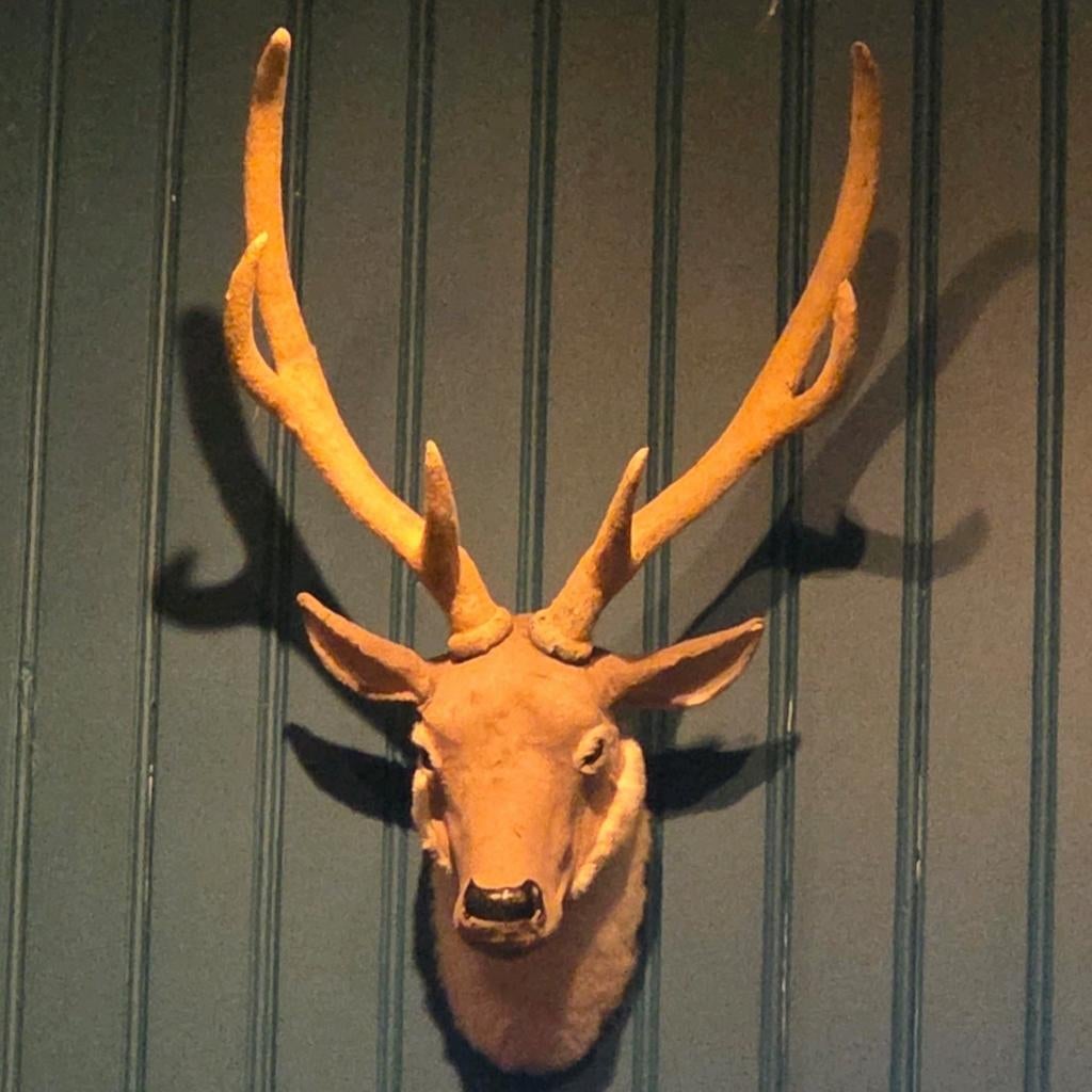 Hertenkop gewei, imitatie maar realistisch echt., Ophalen of Verzenden, Kunststof