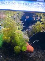 Baby guppen, Ophalen, Nieuw