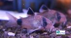 Corydoras panda, Vis, Zoetwatervis, Schoolvis