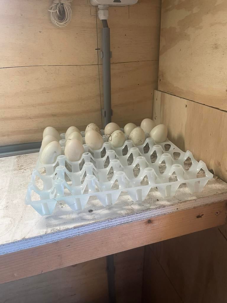 Loopeend eieren, Ophalen of Verzenden, Zo goed als nieuw, Overige typen