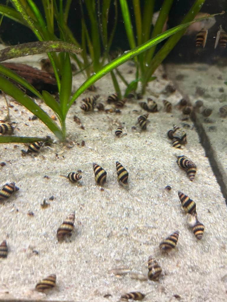 Anatome helena slakken, Slak of Weekdier