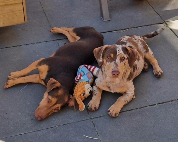 Choco merle dekreu jack russel, Dieren en Toebehoren, Honden | Dekreuen, Reu, Particulier, Eén hond, Nederland, 3 tot 5 jaar, CDV (hondenziekte)