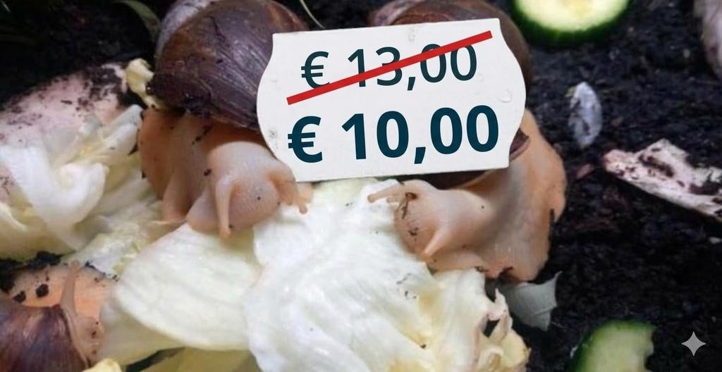 Afgeprijsd!! Achatina fulica white jade, Dieren en Toebehoren, Reptielen en Amfibieën, Overige soorten, Tam, 0 tot 2 jaar