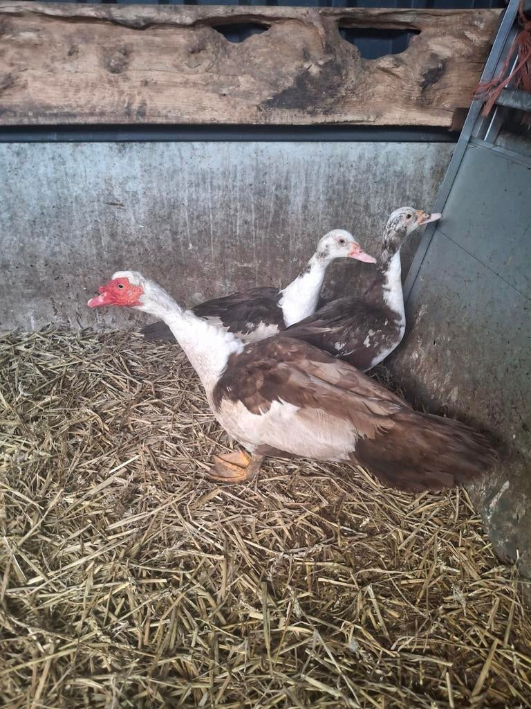 Mooie trio,s muskuseenden bonte bruin bonte, Dieren en Toebehoren, Pluimvee, Meerdere dieren, Eend