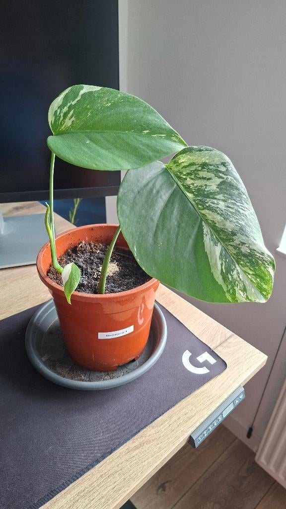 Monstera Variegata - stek 1, Huis en Inrichting, Kamerplanten, Ophalen, Overige soorten, Halfschaduw, Minder dan 100 cm
