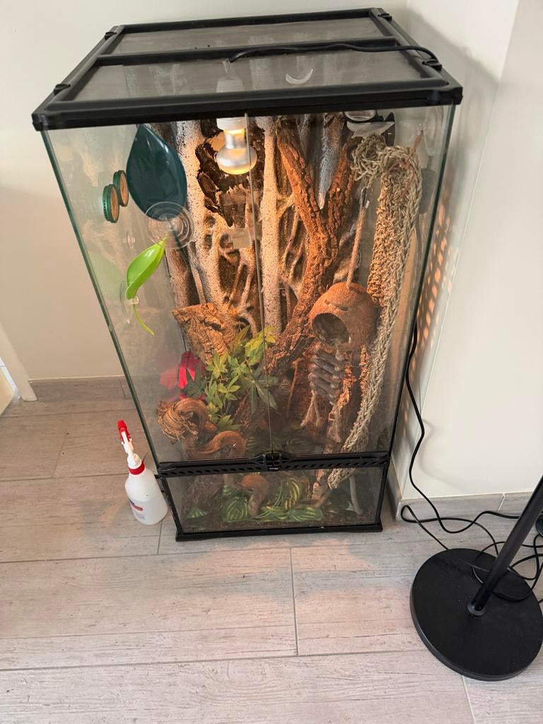 Wimper gekko met terrarium 2.5 jaar oud Crested Gecko - male for sale from B.b