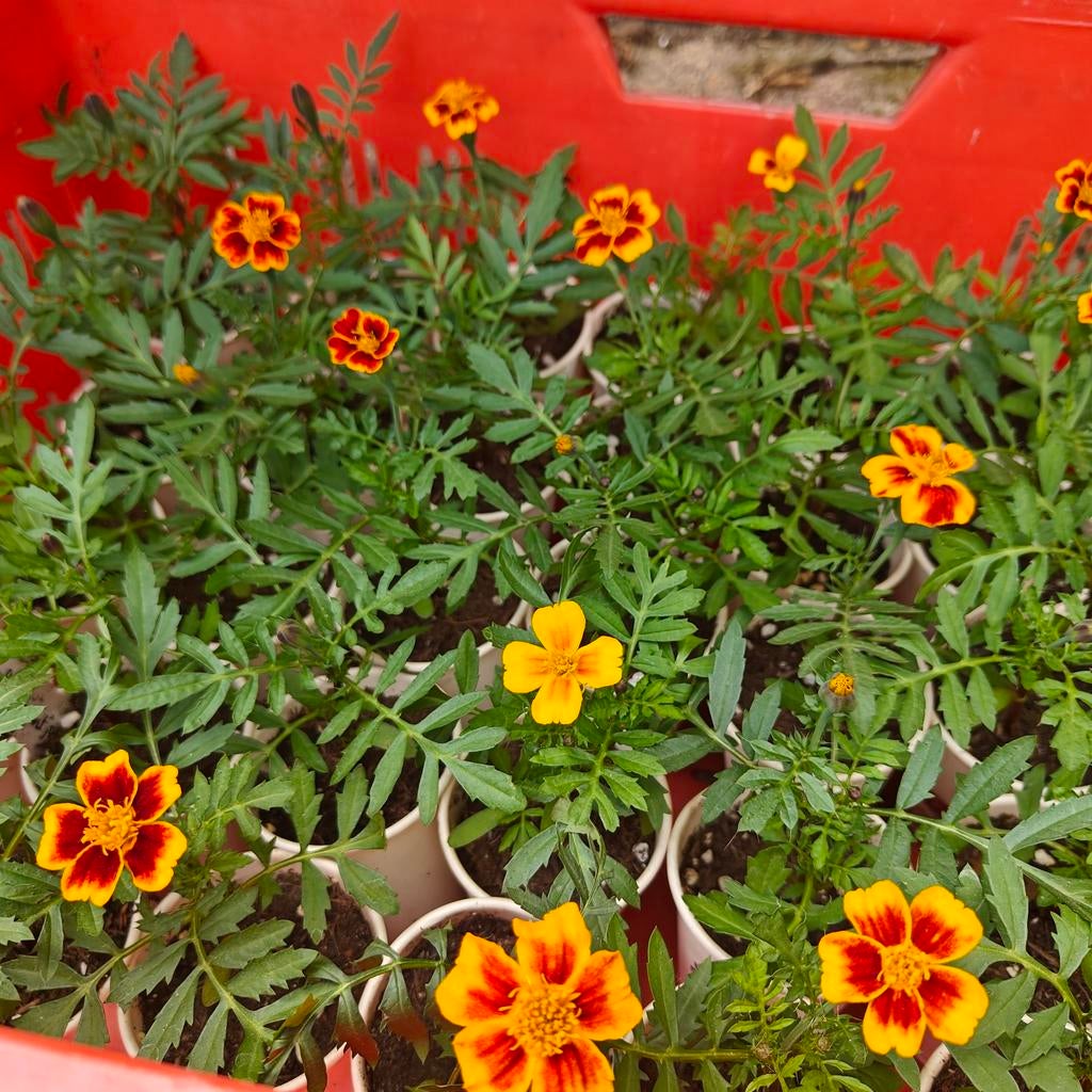 Afrikaantjes, Ridderspoor, Ophalen