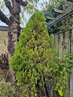 GRATIS Thuja Smaragd conifeer, Tuin en Terras, Ophalen, Bloeit niet, Halfschaduw, Overige soorten