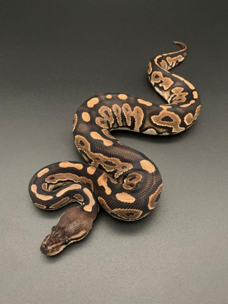 0.1 cinnamon het pied